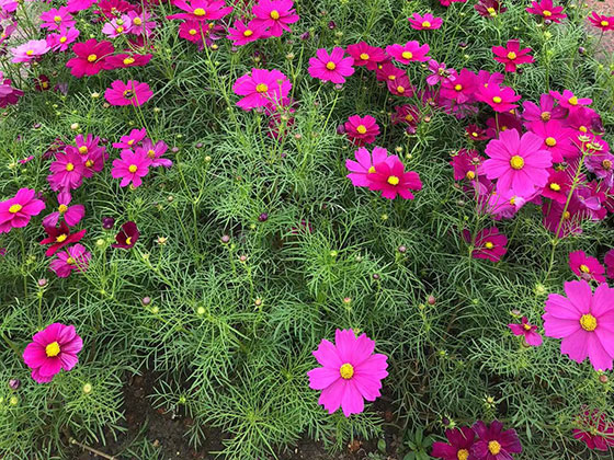 北京干花假花批发-室外绿化设计